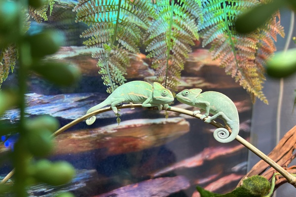 We got the best tracks of legendary B.B.King (Демо)