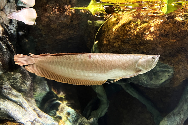 Only in our store! Famous American WeatherMaster tents! (Демо)