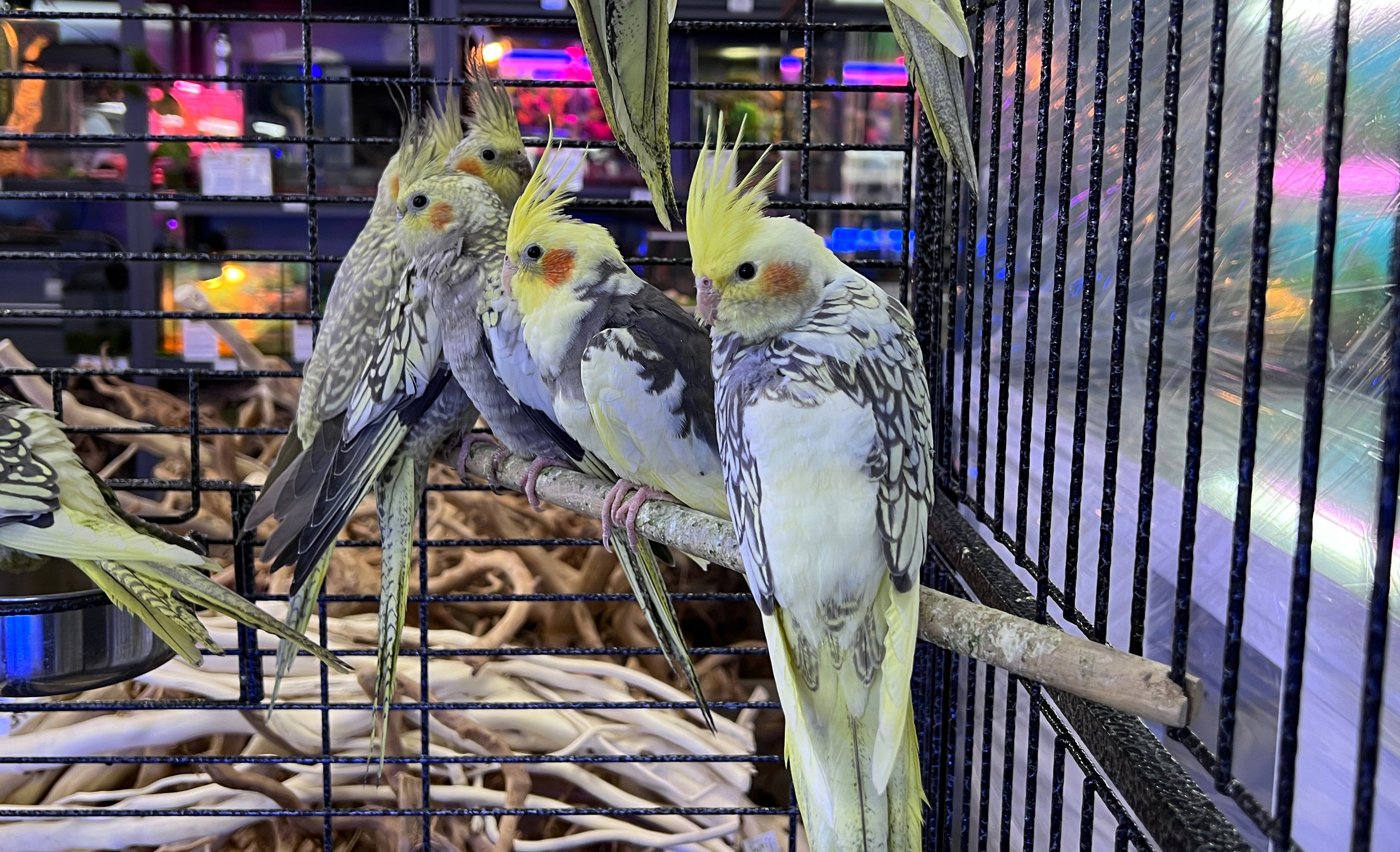 For those who love sound quality we have awesome Pioneer speakers! (Демо)